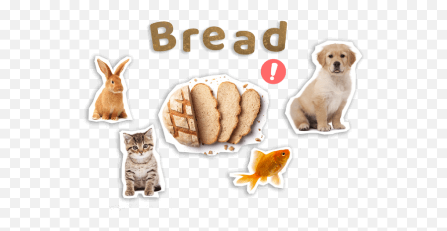 Human Foods That Could Kill Your Pets Compare The Market - Animal Figure Emoji,Send Your Friends Cute Cream Labrador Retriver Emojis