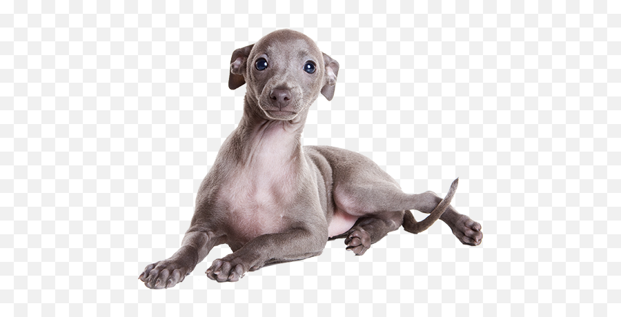 Largest Collection Of Free - Toedit Whippet Stickers On Picsart Emoji,Inca Emoji Largest Collection Of Free - Toedit Whippet Stickers On Picsart Emoji,Inca Emoji