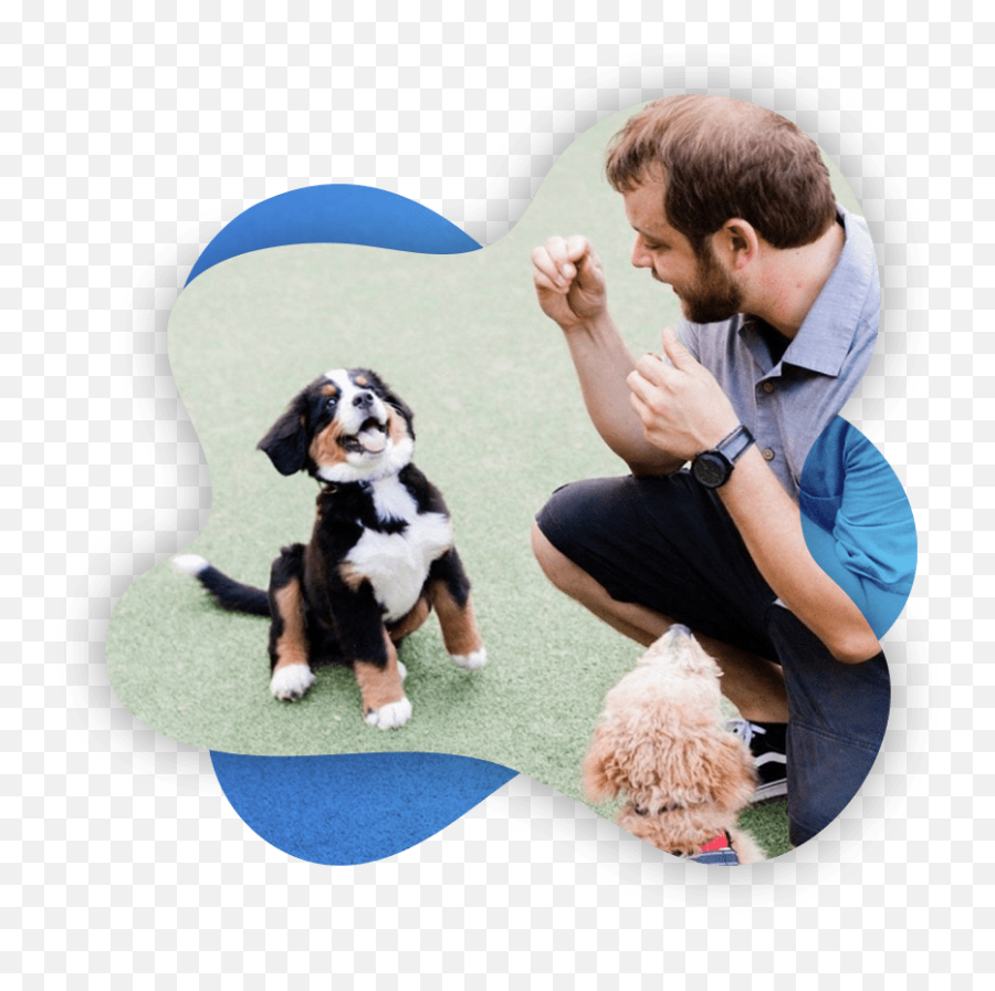 Professional Dog Trainers In Columbus Ohio Reale Dog Training Emoji,Dog Mri Scans For Emotions 2019