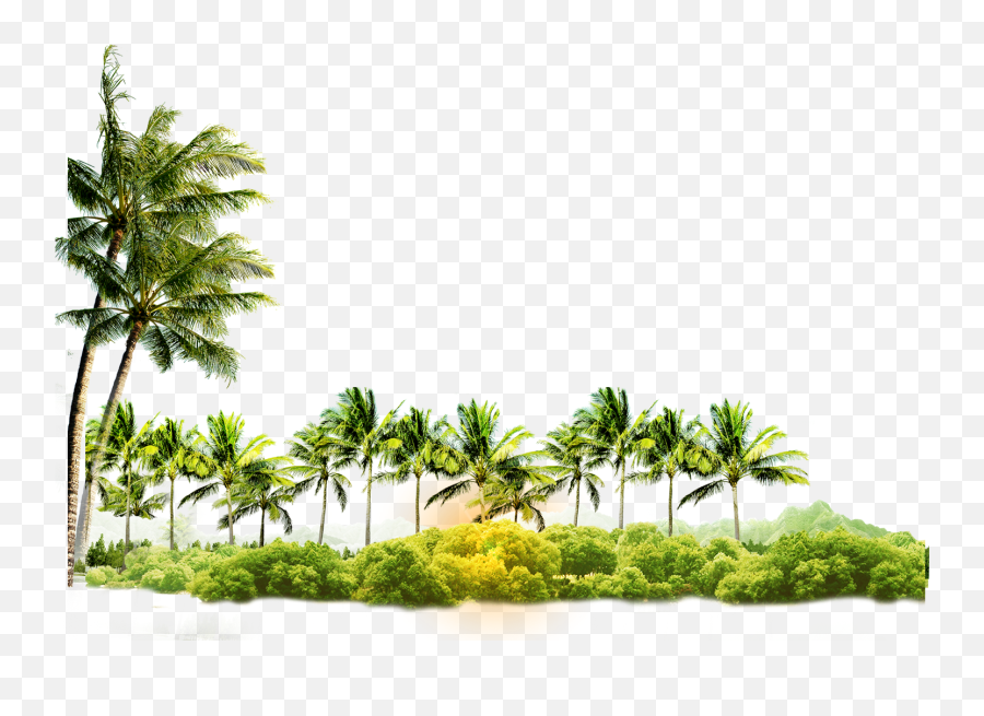 Download Arecaceae Coconut Tree Icon Free Photo Png Clipart - Coconut Tree Png Png Emoji,Palm Tree Emoticons