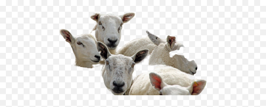 Young Goats Png Images Download Young Goats Png Transparent Emoji,Transparent Sheep Emoji