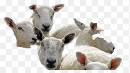 Young Goats Png Images Download Young Goats Png Transparent Emoji,Transparent Sheep Emoji