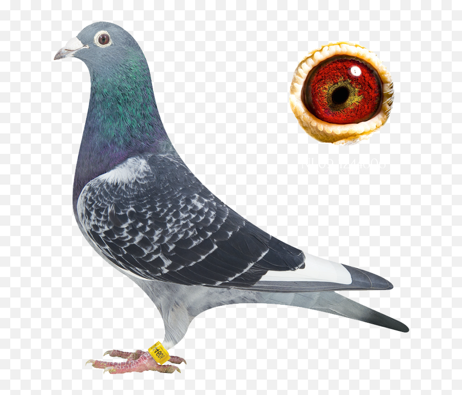 Hva Pigeons U2013 Home Of New Witbuik Emoji,Pigeon Emoji