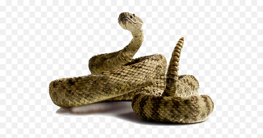 Rattlesnake Sticker - Rattlesnake Transparent Background Emoji,Rattlesnake Emoji