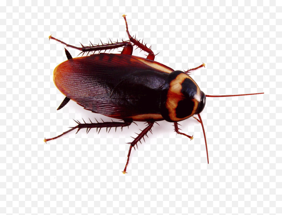 Cockroach Png Background Png Svg Clip - Small Cockroach Emoji,Cockroach Emoji