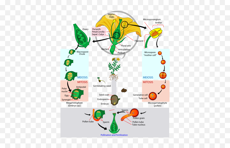 Evolutionary History Of Plants - Gymnosperm Vs Angiosperm Life Cycle Emoji,Coevolution Layer Emotion