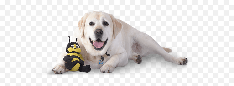 Meet Danny The Labrador From Maryruth - Dog Toy Emoji,Happy Birthday Emoticons With Labrador Retriever