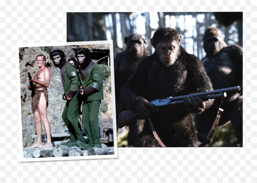 Planet Of The Apes Historic Oscar 50 - Planet Of The Ape Holding Gun Emoji,Celebrity Emotion Faces