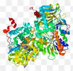Monoamine Oxidase - Enzima Monoaminoxidase Emoji,Trust Emotion Wikipdia