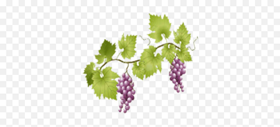 Grapes On Vine Transparent Png - Stickpng Grape Vine Transparent Emoji,Facebook Emoticons Grapes