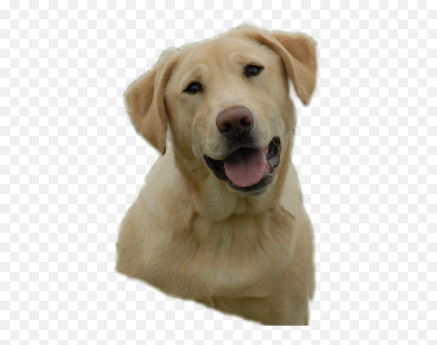 Animals - Free Png Images Starpng Yellow Lab Transparent Png Emoji,Emoji Puppy Chocolate Lab