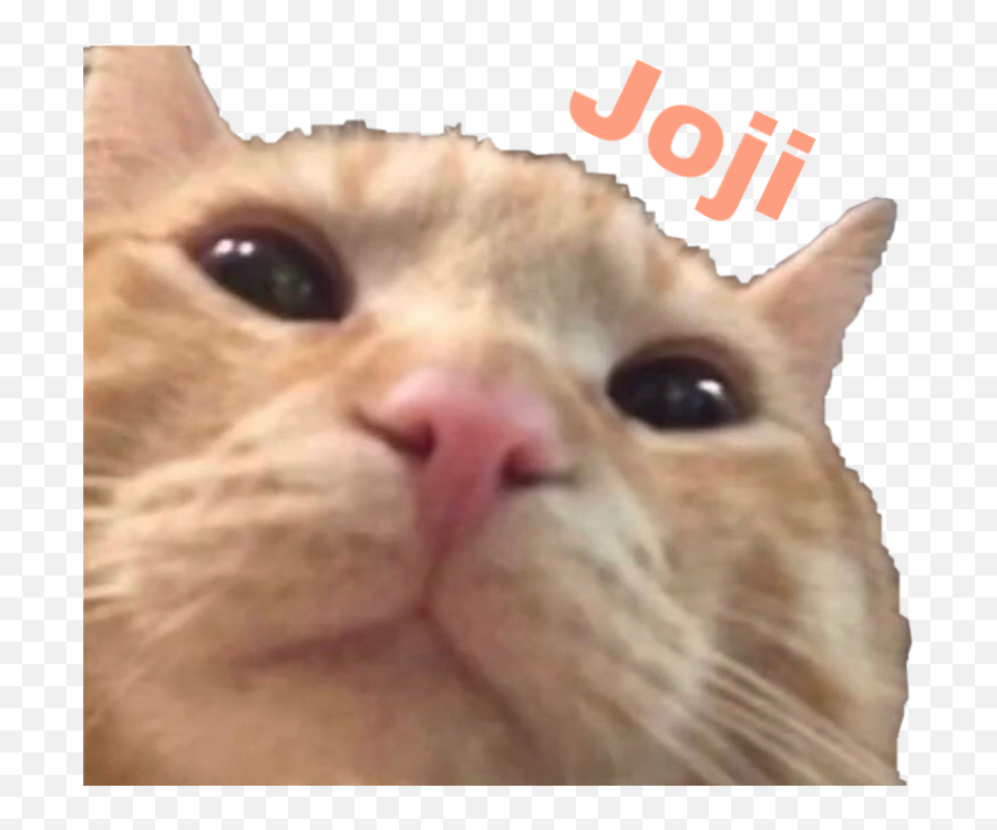 Joji Cat Tabby Cats Sticker By Caesio9smxcsxq93nr0 - Domestic Cat Emoji,Orange Cat Emoji