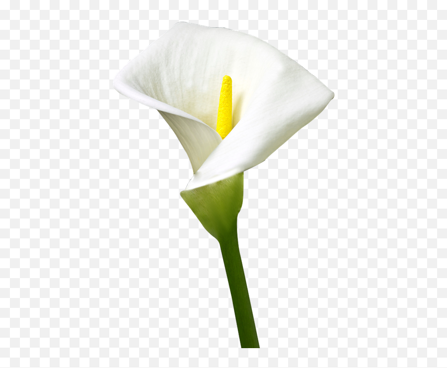 Free Photos Background Removing Search Download - Needpixcom Isolated Lily Flower Emoji,Lily Flower Emoji