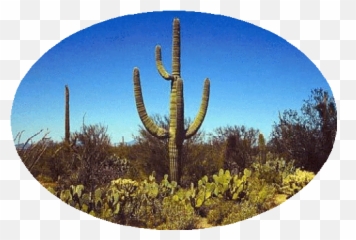 Saguaro Steakhouse The Wings Of Fire Role - Play Wiki Fandom Emoji,Eating Lobster Emoticon Animated Gif
