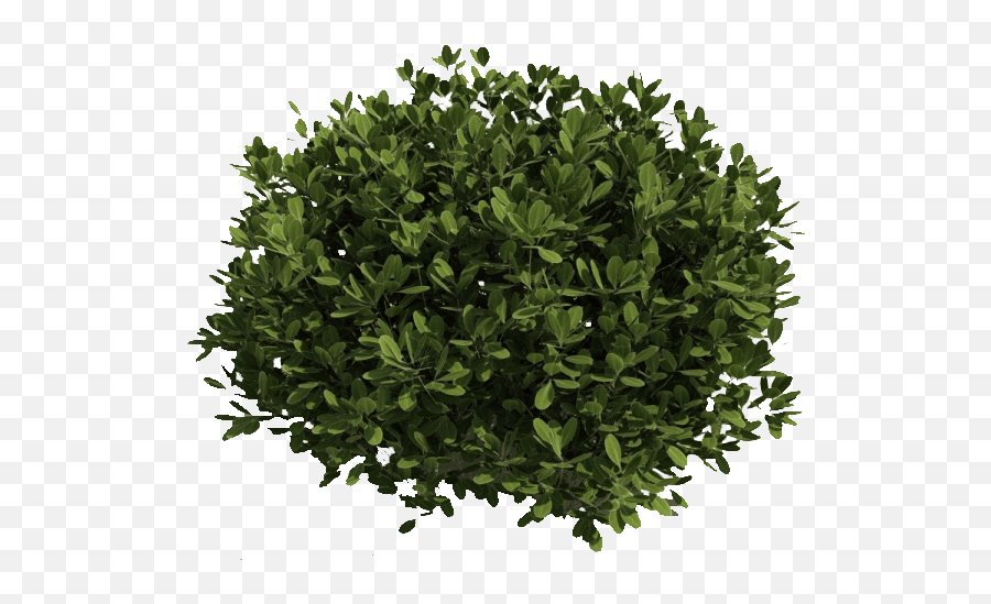 Small Bush Png Photo Png Arts Emoji,Bush Emoticon Saying Do It In Fortnite