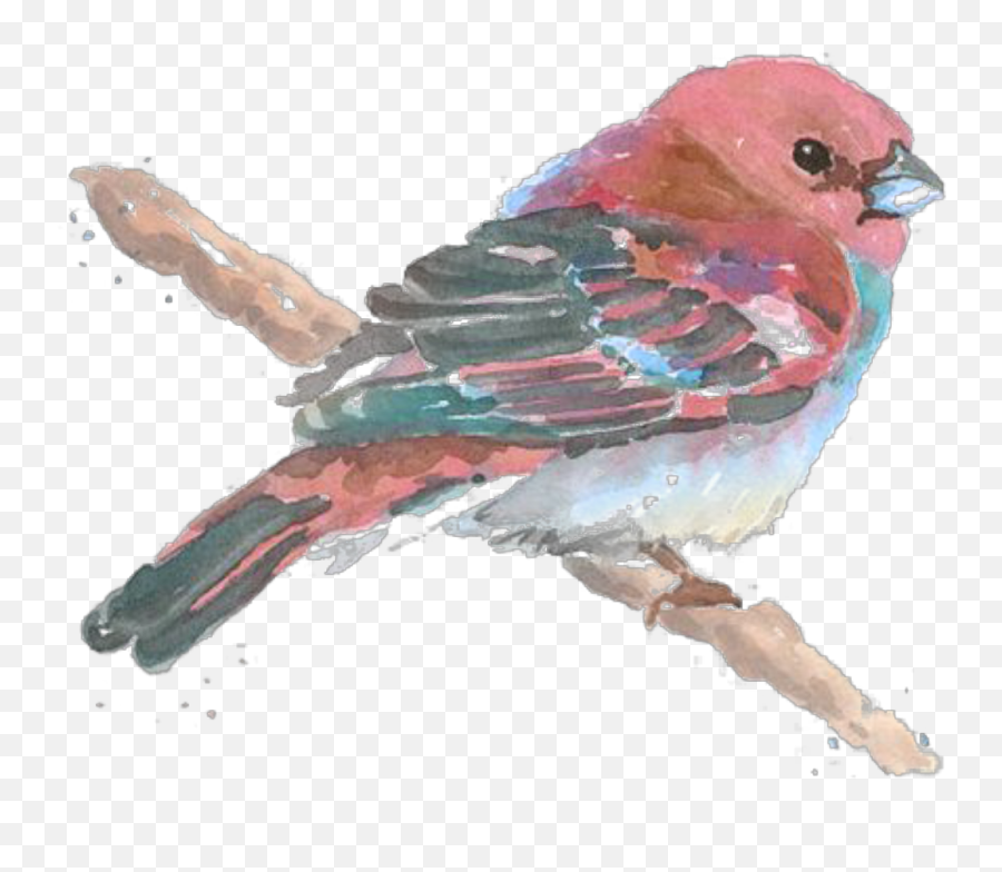 Ftestickers Watercolor Bird Sticker - House Finch Emoji,Finch Emoji