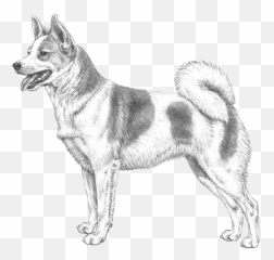 Norrbottenspitz Ras - Breeding Strategy 2016 English Emoji,Pomsky Emoji