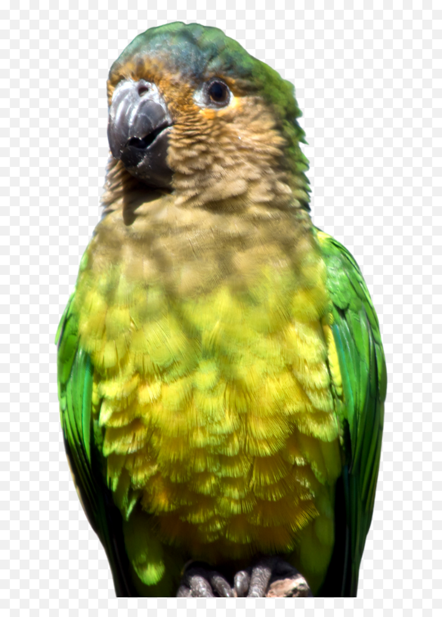 Home - Parakeet Emoji,Cockatiel Emotions