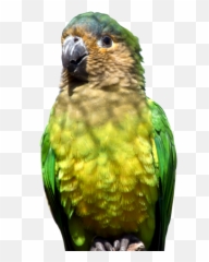 Home - Parakeet Emoji,Cockatiel Emotions