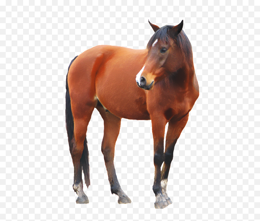 Horse Png Eohippus 5 - Sorrel Emoji,Horse Emoji Transparent
