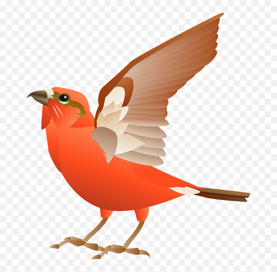 Red Crossbill Png U0026 Free Red Crossbillpng Transparent - Red Crossbill Clipart Emoji,Dancing Parrot Emoji Red Crossbill Png U0026 Free Red Crossbillpng Transparent - Red Crossbill Clipart Emoji,Dancing Parrot Emoji