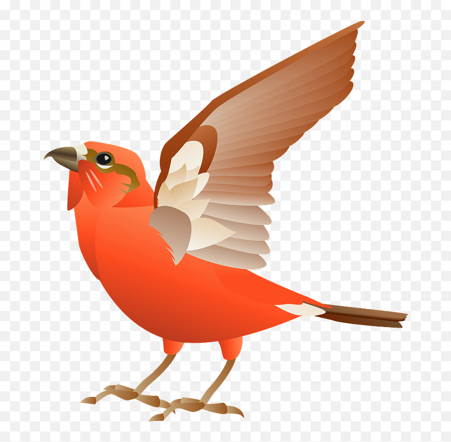 Red Crossbill Png U0026 Free Red Crossbillpng Transparent - Red Crossbill Clipart Emoji,Dancing Parrot Emoji