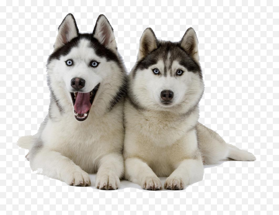 Husky Clipart Dog Indian Picture 1385232 Husky Clipart Dog - 2 Husky Emoji,Siberian Husky Emoji