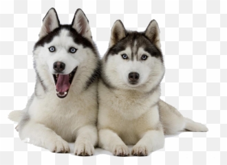 Husky Clipart Dog Indian Picture 1385232 Husky Clipart Dog - 2 Husky Emoji,Siberian Husky Emoji