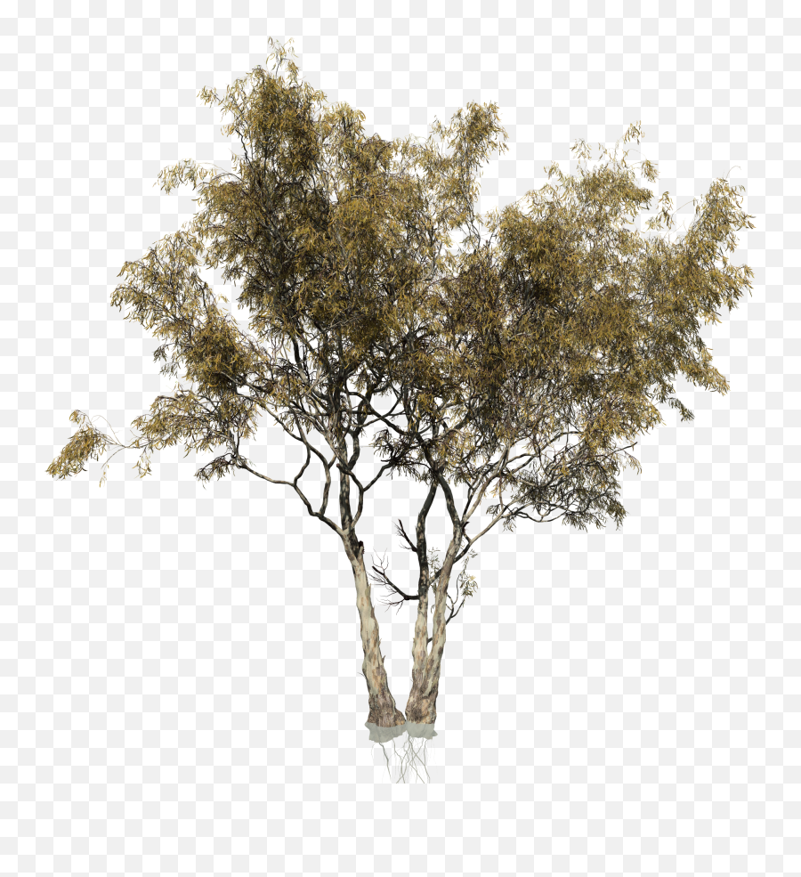 Eucalyptus Camaldulensis Tree Woody - Transparent Eucalyptus Tree Png Emoji,Eucalyptus Emoji