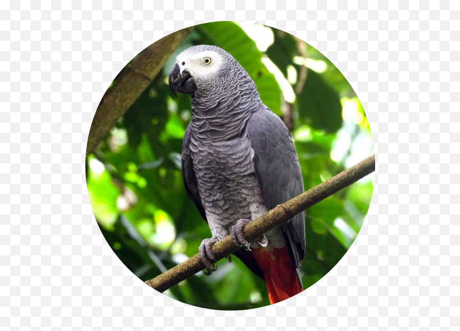 Home - Grey Parrot Emoji,African Grey Parrot Reading Emotions