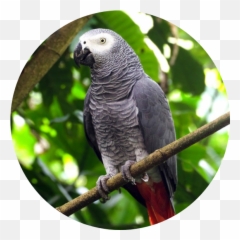 Home - Grey Parrot Emoji,African Grey Parrot Reading Emotions