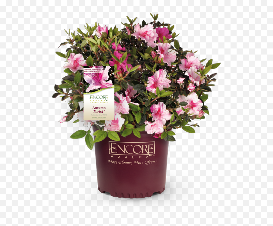 Azalea Encore - Twist Encore Azalea Emoji,