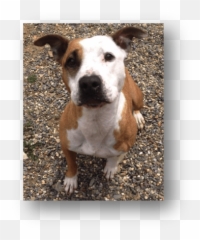 Blog - Collar Emoji,Pitbull Emotions
