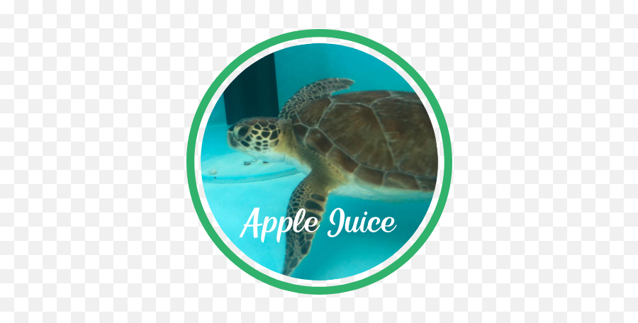 Patient Apple Juice - Hawksbill Sea Turtle Emoji,Sea Turtle Emoticon