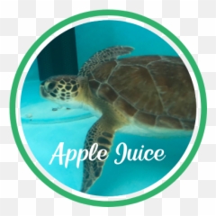 Patient Apple Juice - Hawksbill Sea Turtle Emoji,Sea Turtle Emoticon
