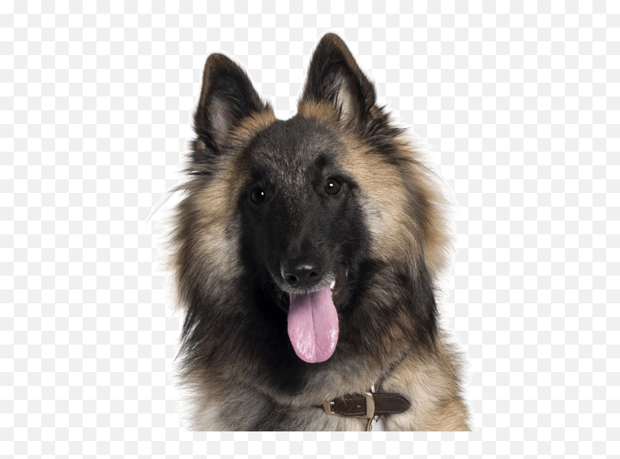 Belgian Tervuren Puppies For Sale - Adoptapetcom Belgian Tervuren Shepherds Emoji,German Shepherd Dog Barking Emoticon