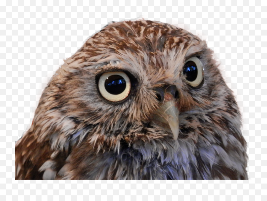 Owl Head Hd Png Images Download - Yourpngcom Emoji,Pictures Of Cute Emojis Of A Owl