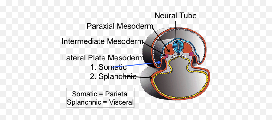 Musculoskeletal Embryology 113 Flashcards Quizlet Emoji,Visceral &/or Emotions