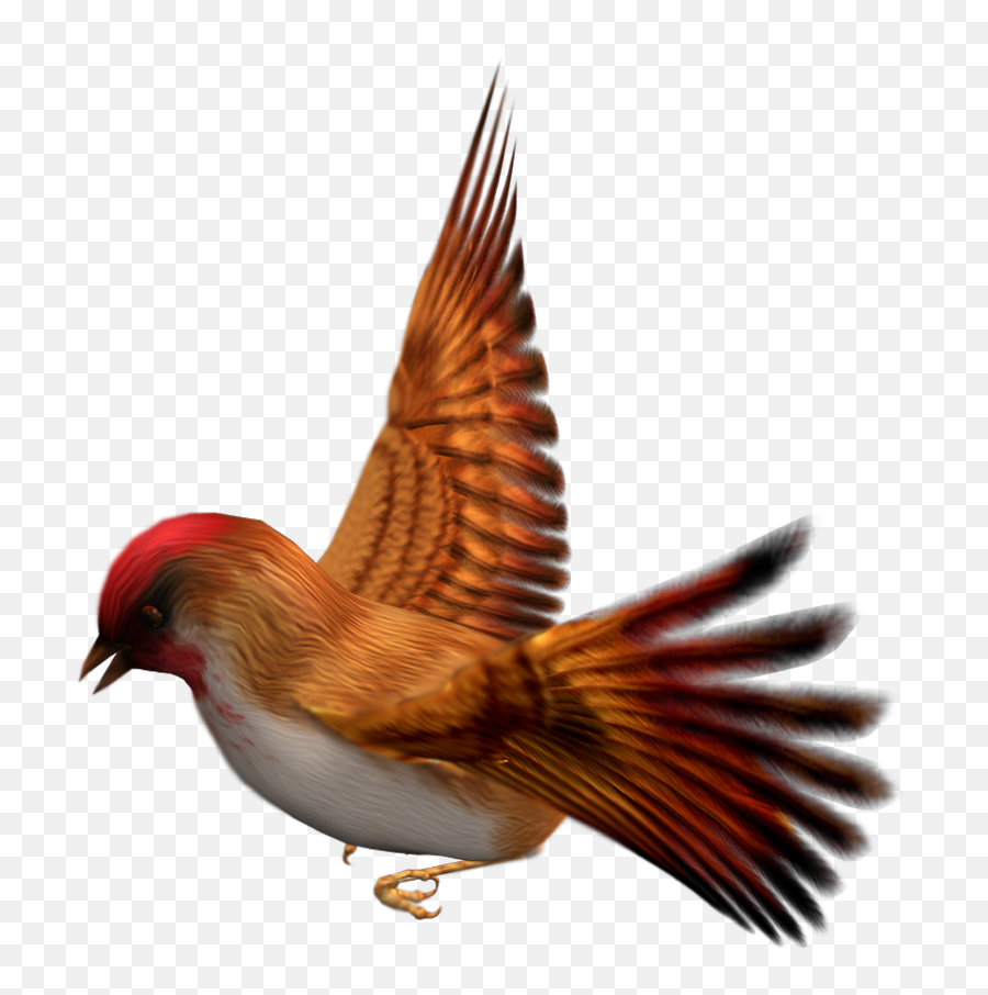 Finch Png Free Download Png Svg Clip - Flying Finch Png Emoji,Finch Emoji