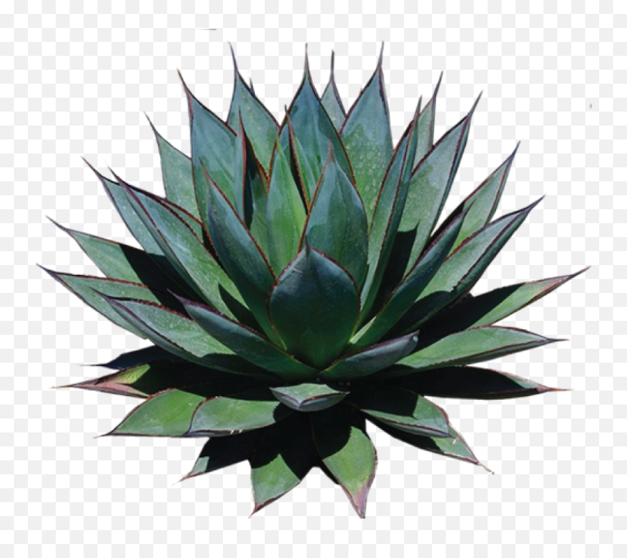 Dangerous Don Mezcal Emoji,Do Vegans Use The Seedling Emoji