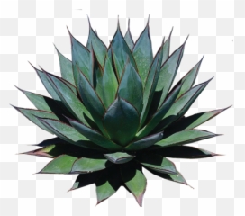 Dangerous Don Mezcal Emoji,Do Vegans Use The Seedling Emoji