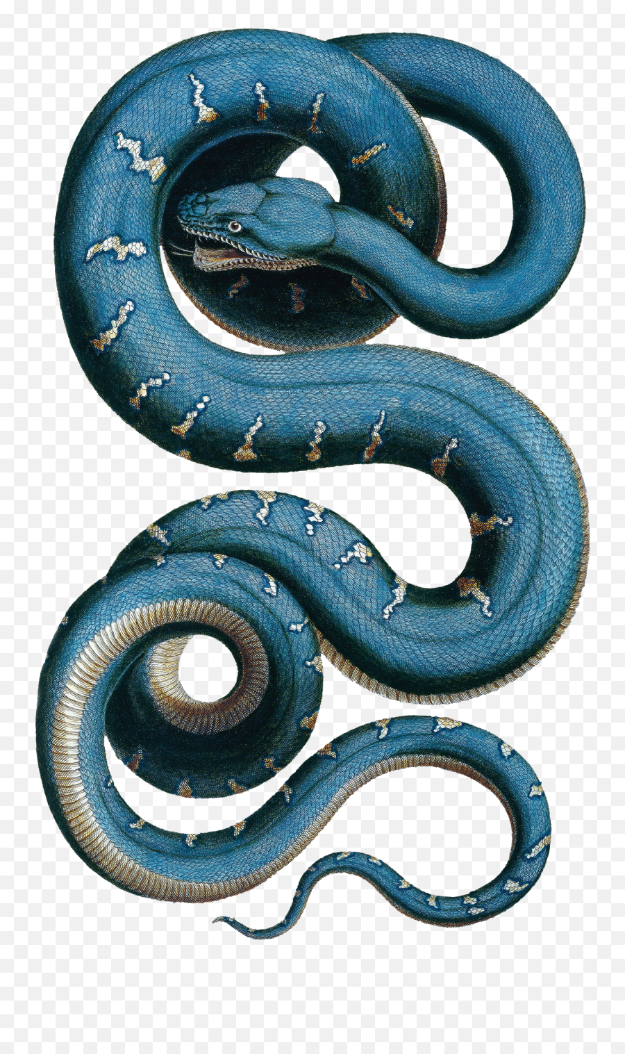 Snake Illustration - Albertus Seba Snake Clipart Full Size Transparent Blue Snake Png Emoji,Black Mamba Emoji