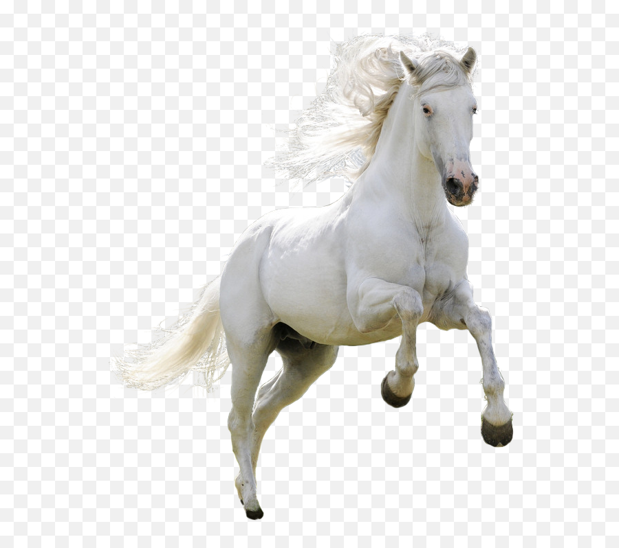 Ferghana Horse Png U0026 Free Ferghana Horsepng Transparent - Horse Images Hd Png Emoji,Horse Emoji Transparent
