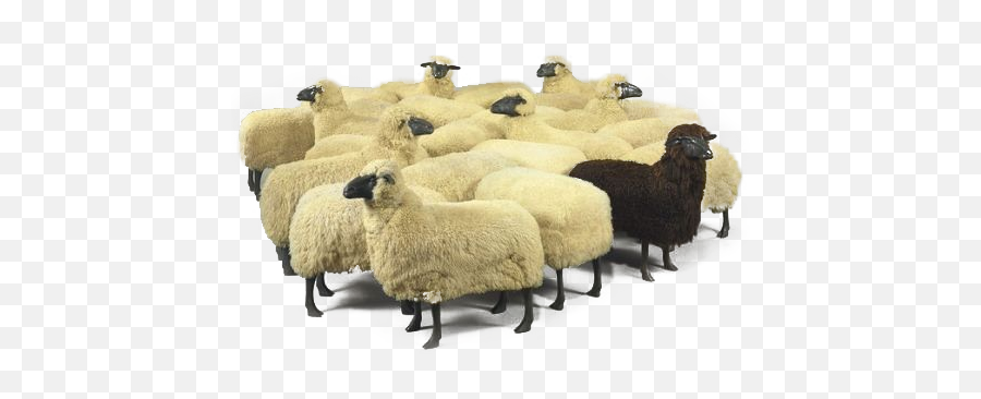 Herding Sheep Cartoon - Shefalitayal Group Of Sheep Png Emoji,Hearding Cats Emoji