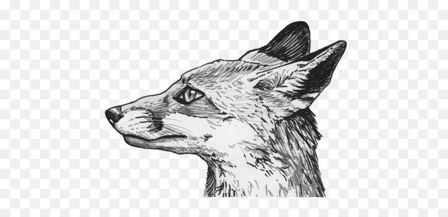 Fox Head Png Clipart 7 Image Download Vector - Transparent Red Fox Sketch Emoji,Fox Amnimal Emotions
