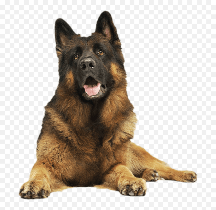 Group Classes - Bark Tutor Emoji,German Shepherd Dog Barking Emoticon