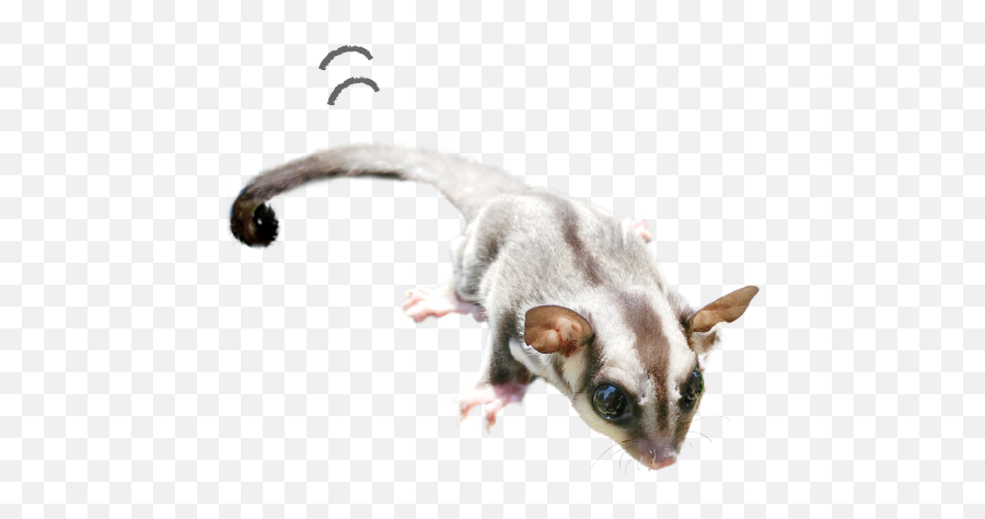 100 - Png Sugar Glider Emoji,Jappan Emojis