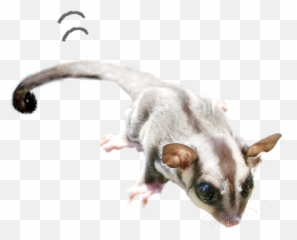 100 - Png Sugar Glider Emoji,Jappan Emojis