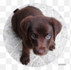 5 Things That Make Dogs Cause A Great Psychological Shadow - Puppies Dogs Emoji,Dogs Emotions
