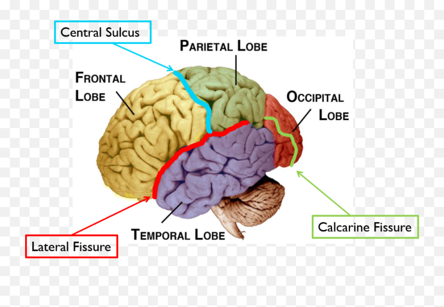 Physiological Psychology Chapter 1 - 4 Flashcards Easy Notecards Brainstem Reticular Formation Thalamus Cerebellum Emoji,Which Nuclei Are Responsible For Processing Emotion And Memory